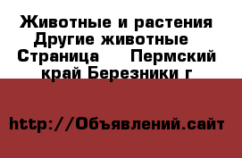 Животные и растения Другие животные - Страница 3 . Пермский край,Березники г.